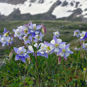 Mountain Wildflowers - Alma Colorado