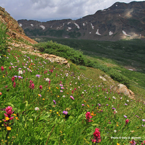 Mountain Wildflowers - Alma Colorado