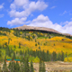 Placer Valley Aspens